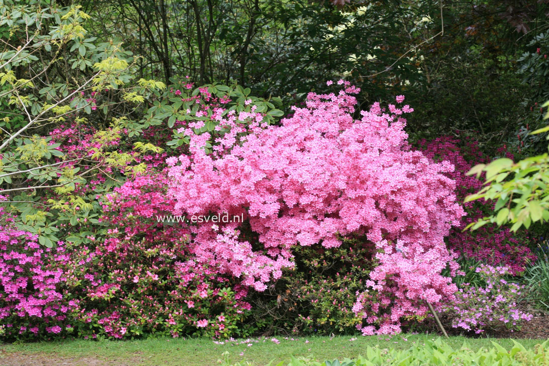 Azalea japans, onbenaamd