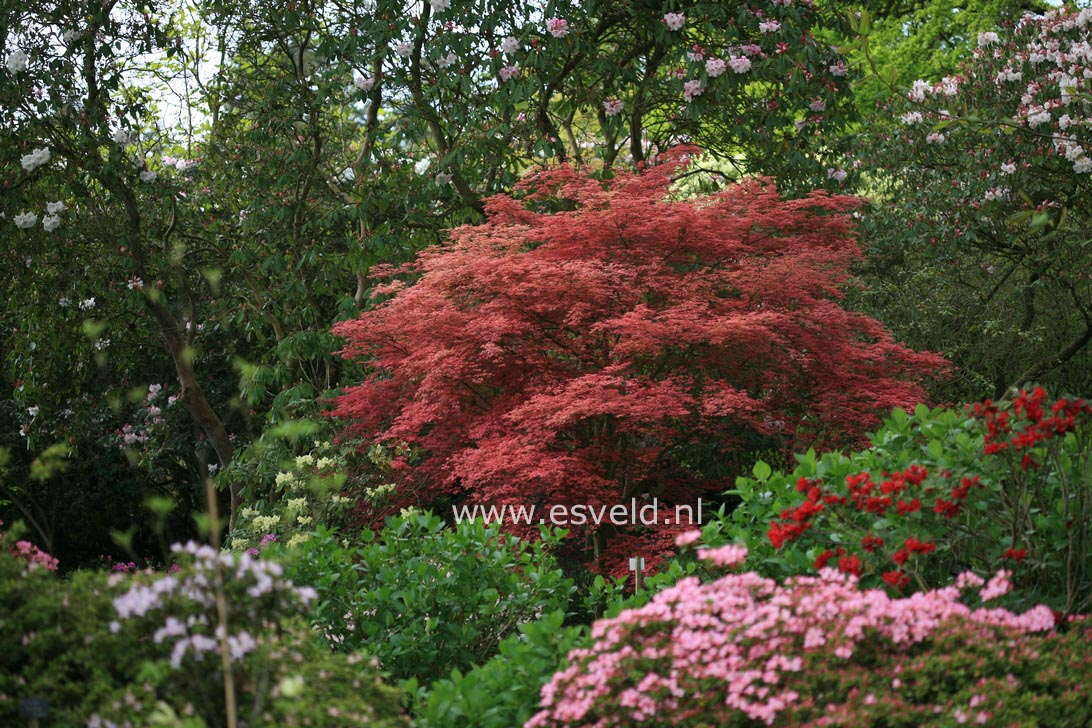 Acer palmatum 'Chishio Improved'