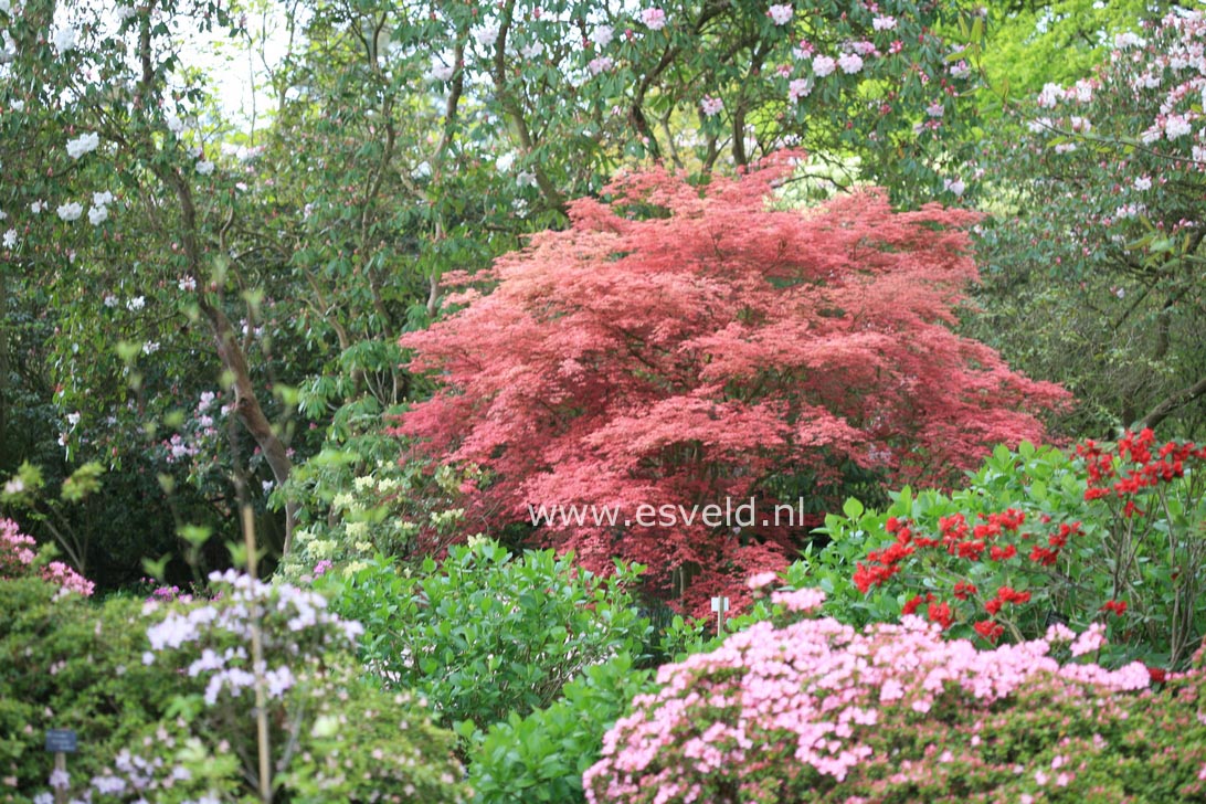 Acer palmatum 'Chishio Improved'