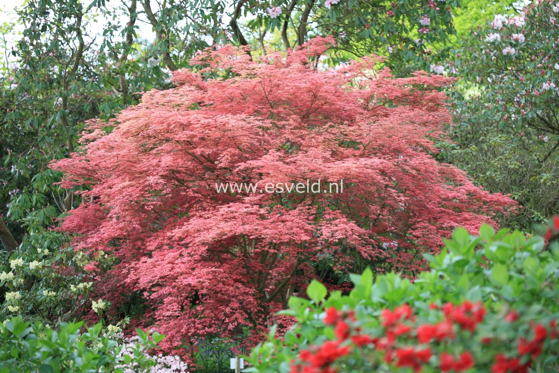 Acer palmatum 'Chishio Improved'