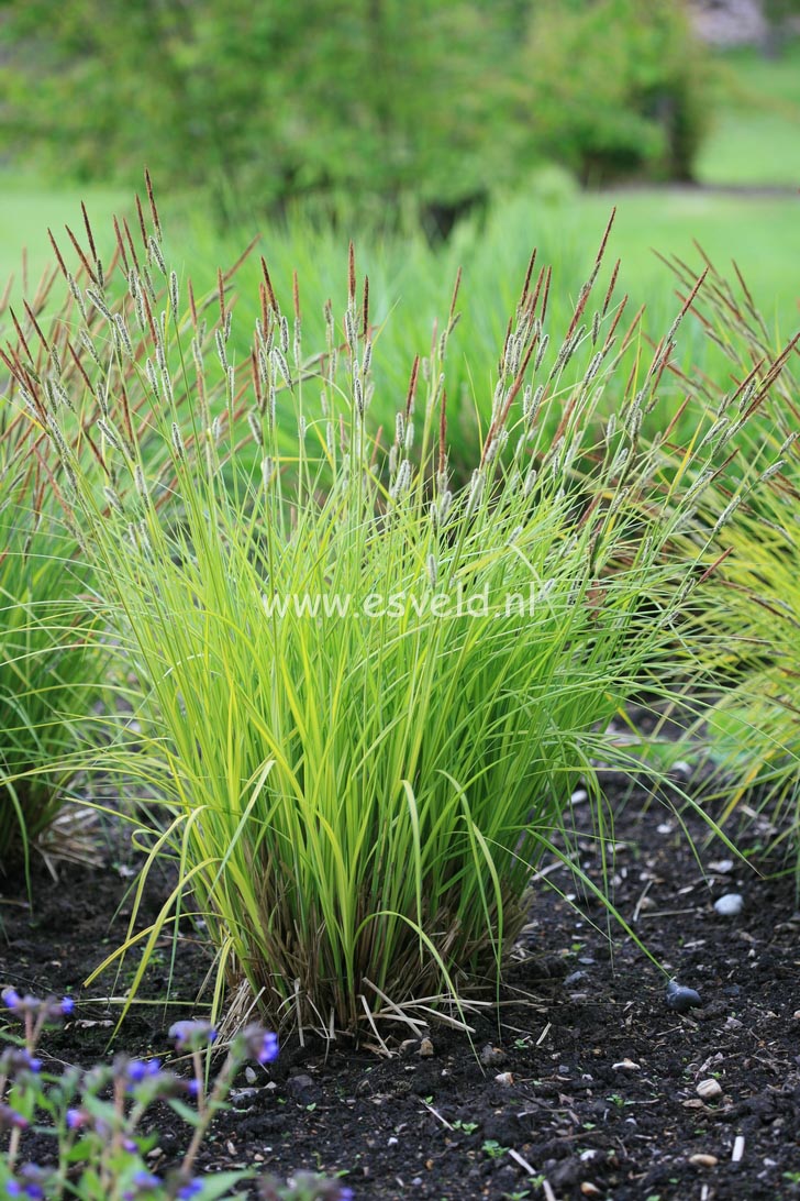 Carex elata 'Bowles Golden'