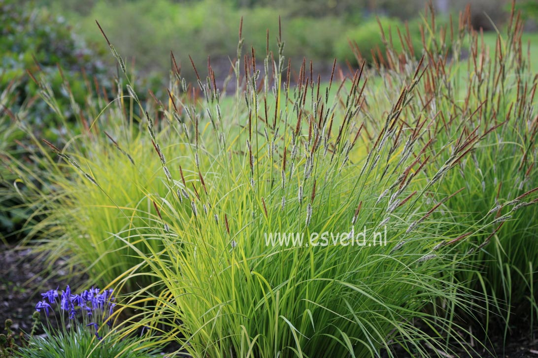 Carex elata 'Bowles Golden'