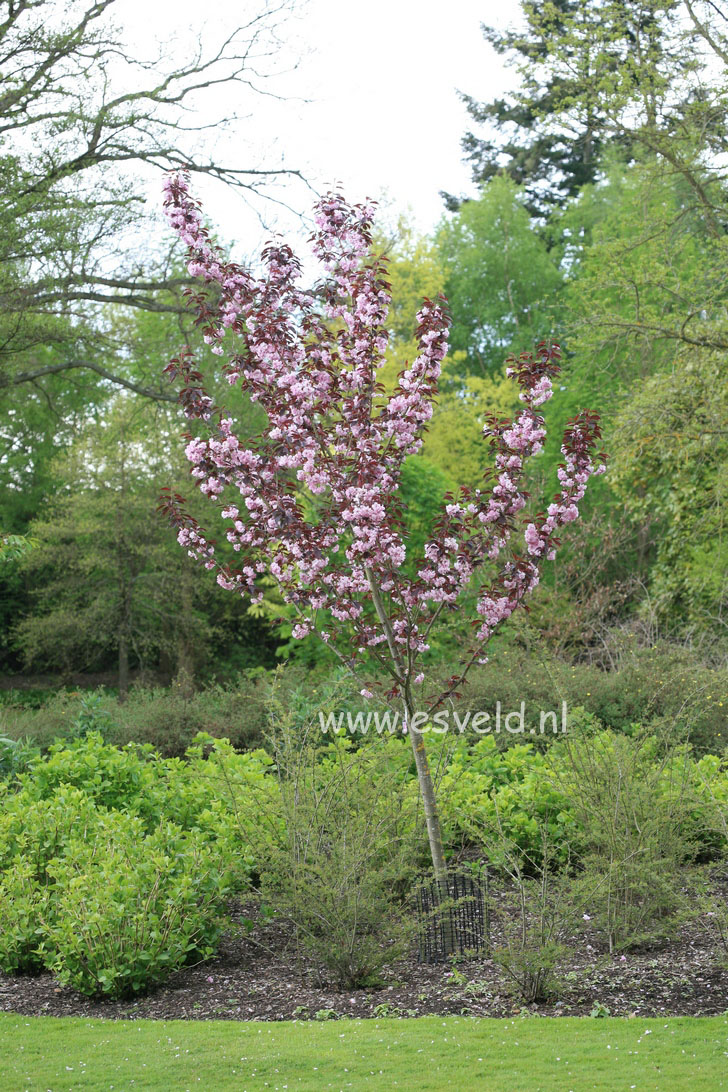 Prunus serrulata 'Royal Burgundy'