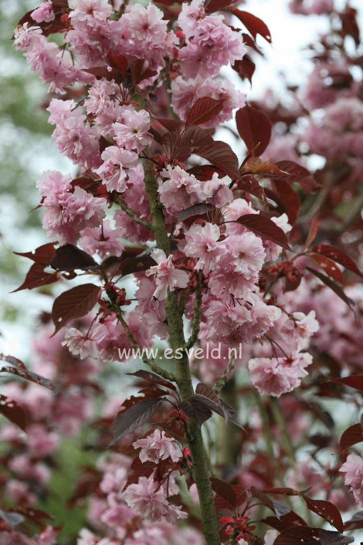 Prunus serrulata 'Royal Burgundy'