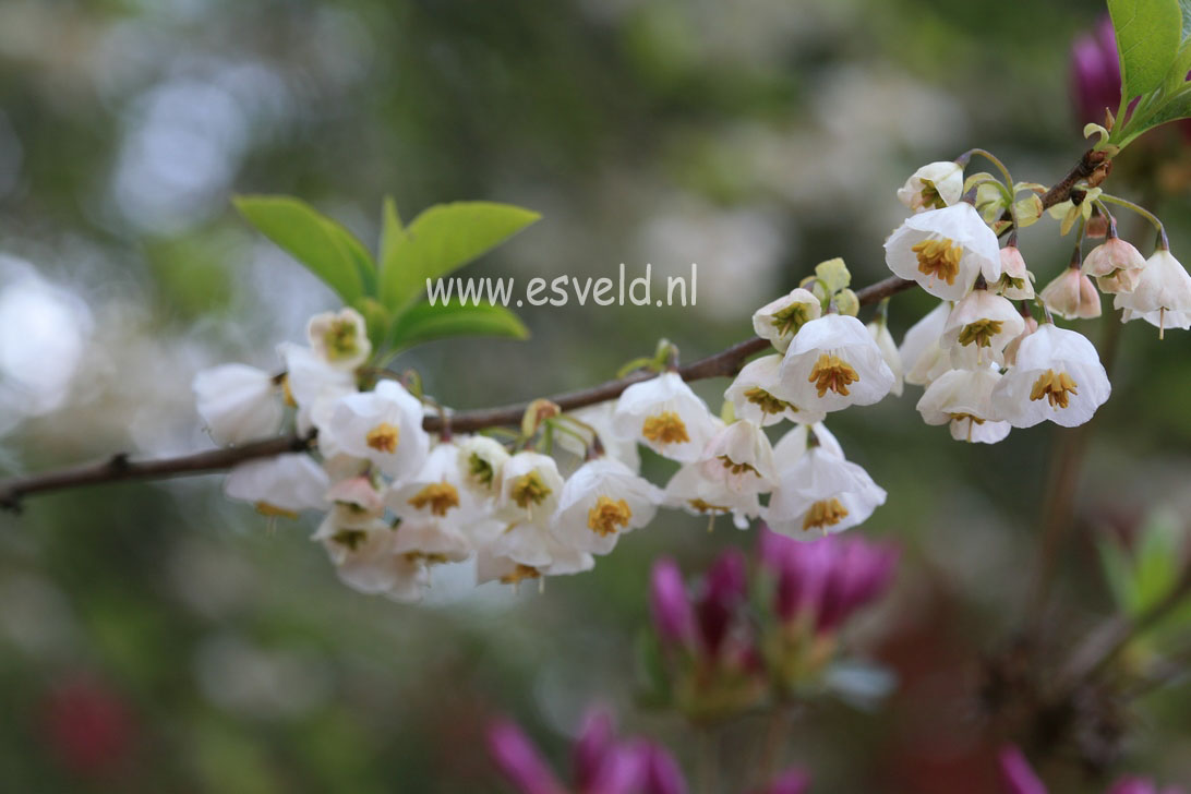 Halesia carolina