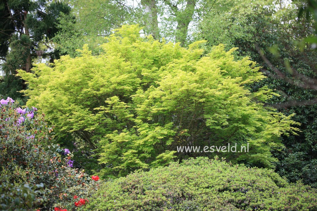 Acer palmatum 'Sango kaku'