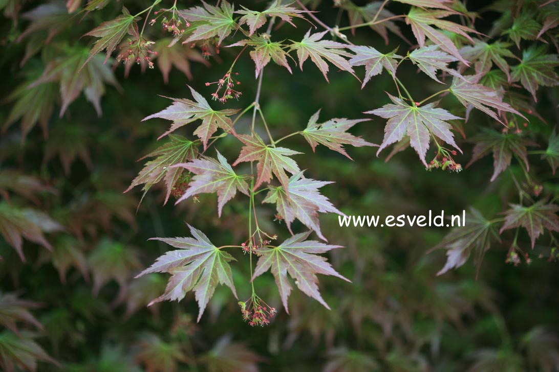 Acer palmatum 'Mirte'