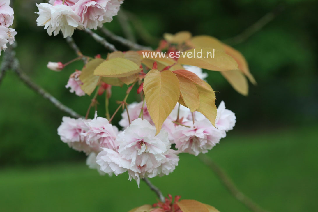 Prunus serrulata 'Fugenzo' (syn. 'Shirofugen')