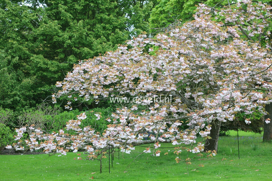 Prunus serrulata 'Fugenzo' (syn. 'Shirofugen')