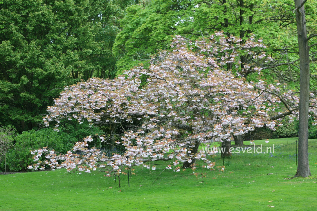 Prunus serrulata 'Fugenzo' (syn. 'Shirofugen')