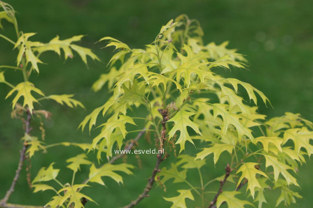 Quercus rubra 'Aurea'