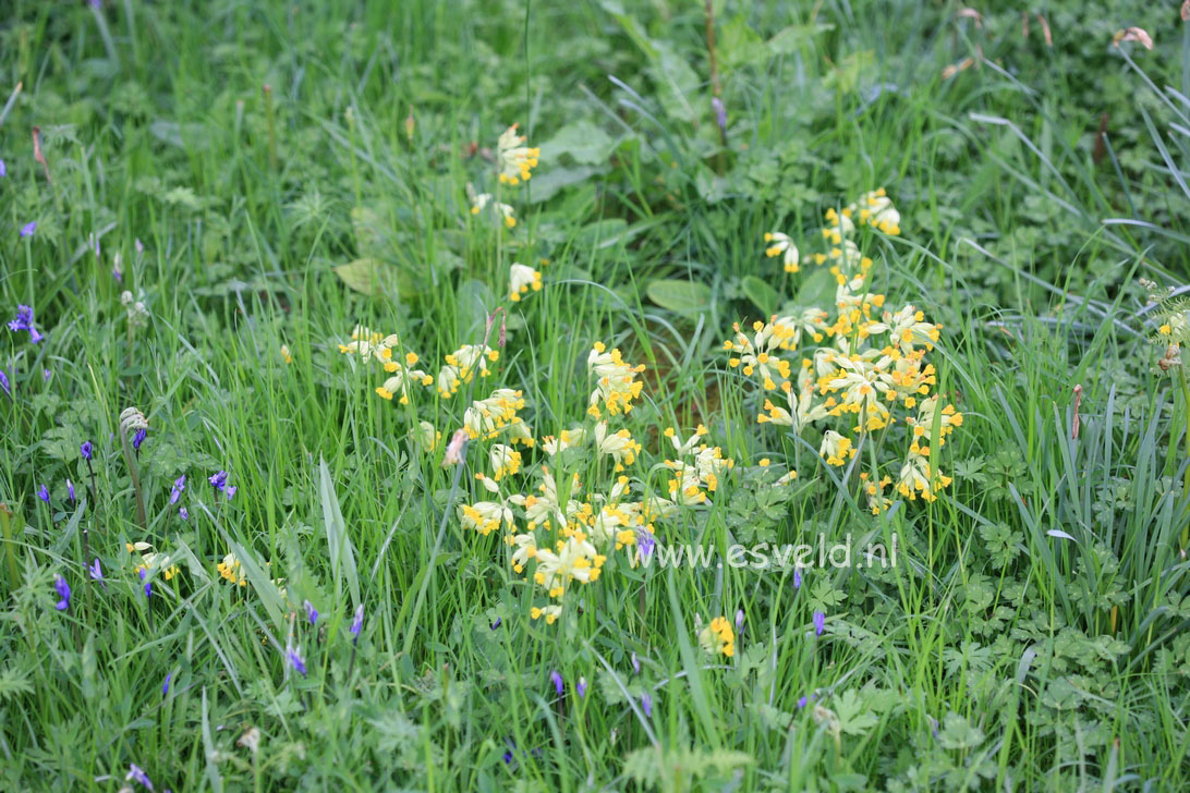 Primula veris