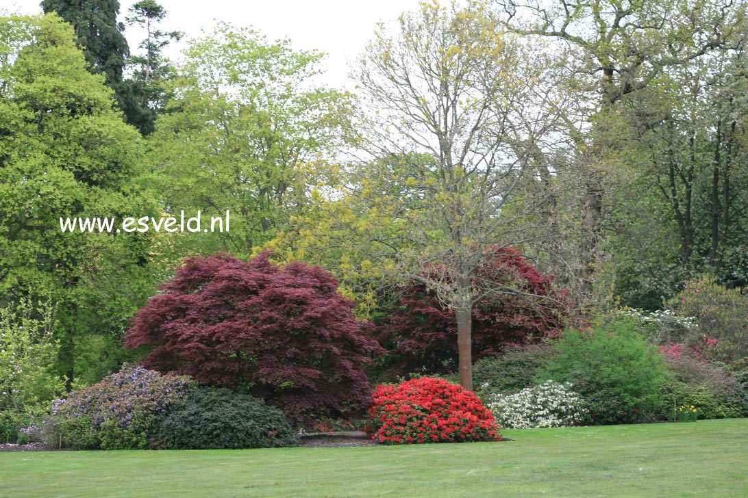 Acer palmatum 'Burgundy Lace'