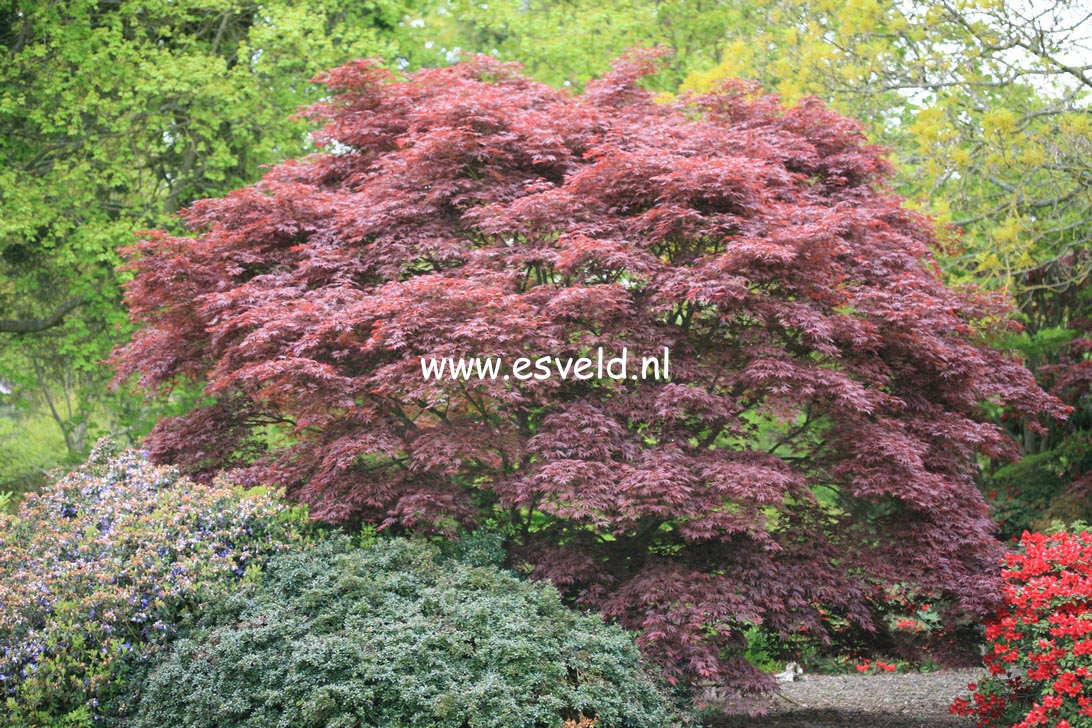 Acer palmatum 'Burgundy Lace'