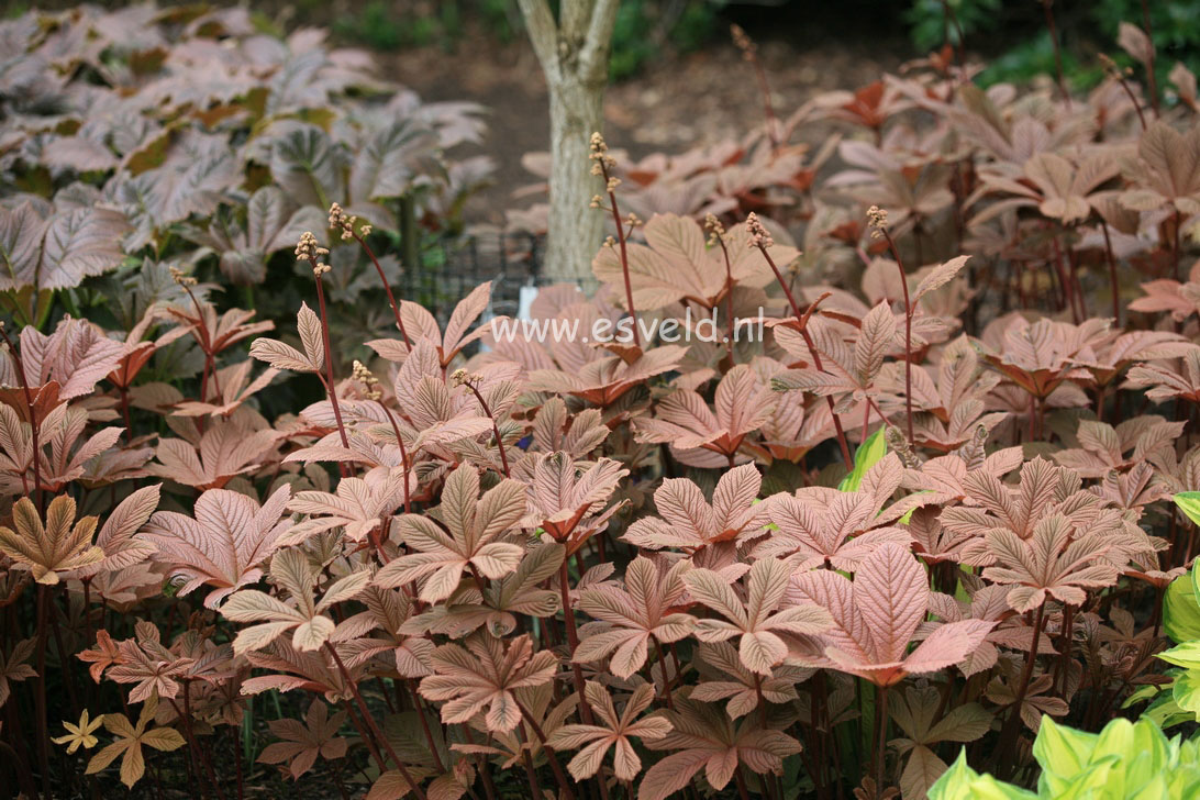 Rodgersia aesculifolia