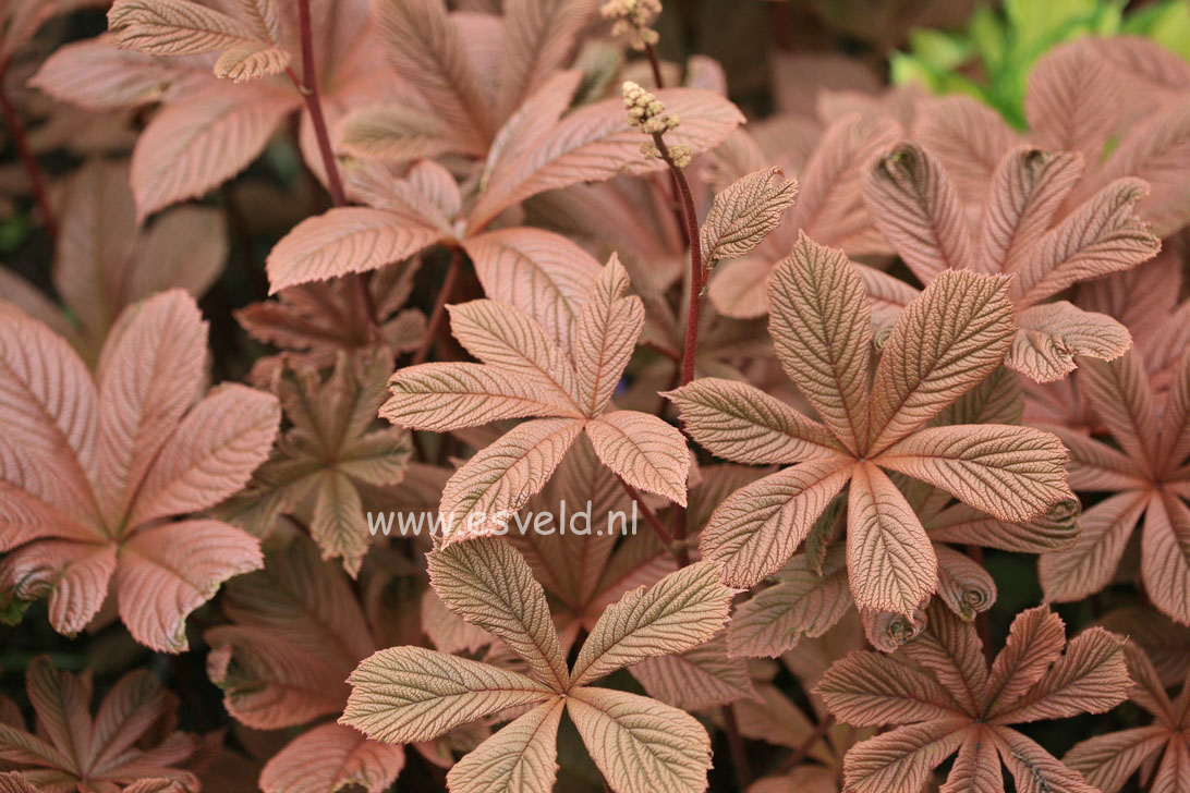 Rodgersia aesculifolia