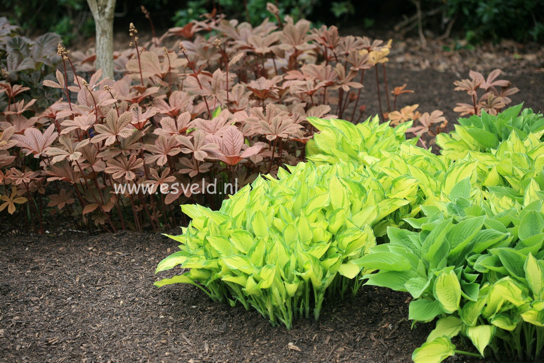 Hosta fortunei 'Albopicta'