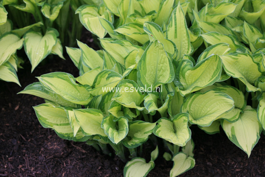 Hosta fortunei 'Albopicta'