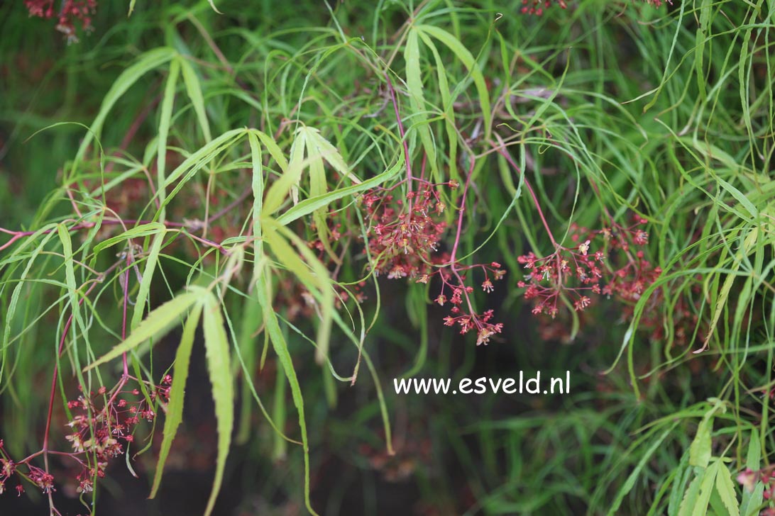 Acer palmatum 'Linearilobum'