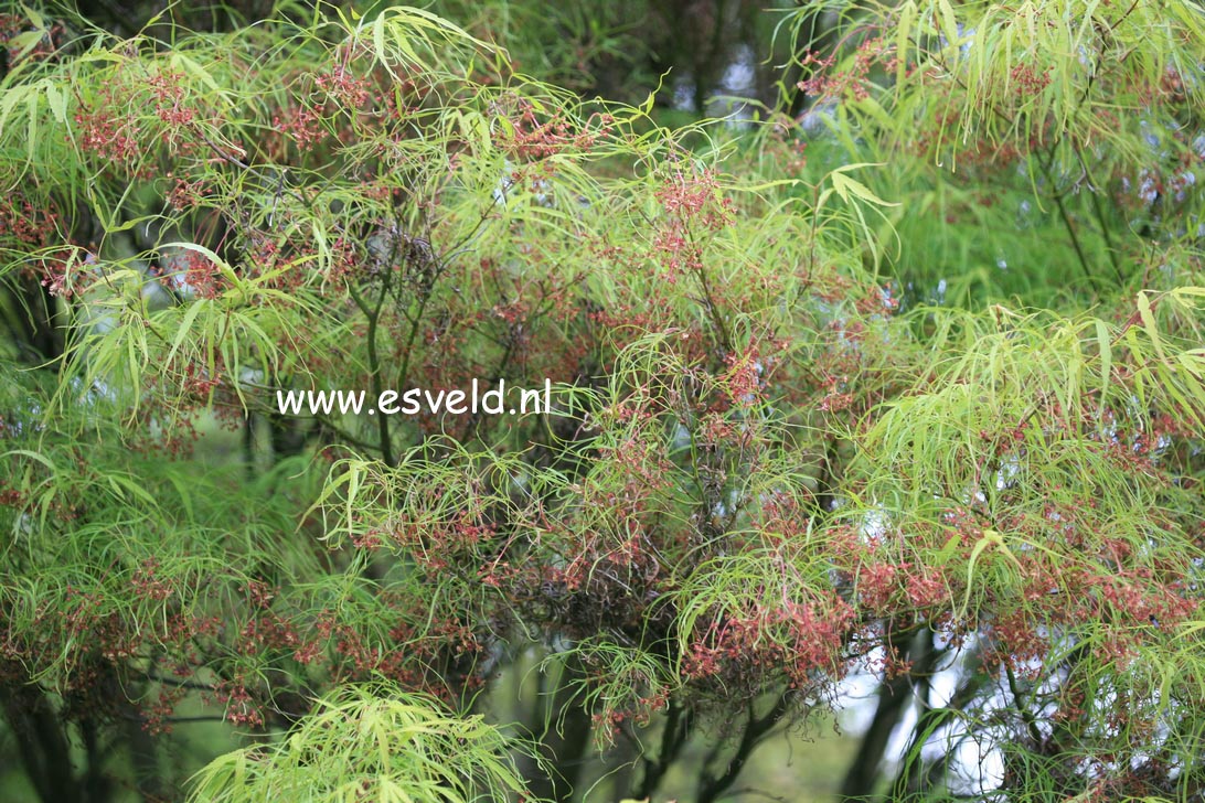 Acer palmatum 'Linearilobum'