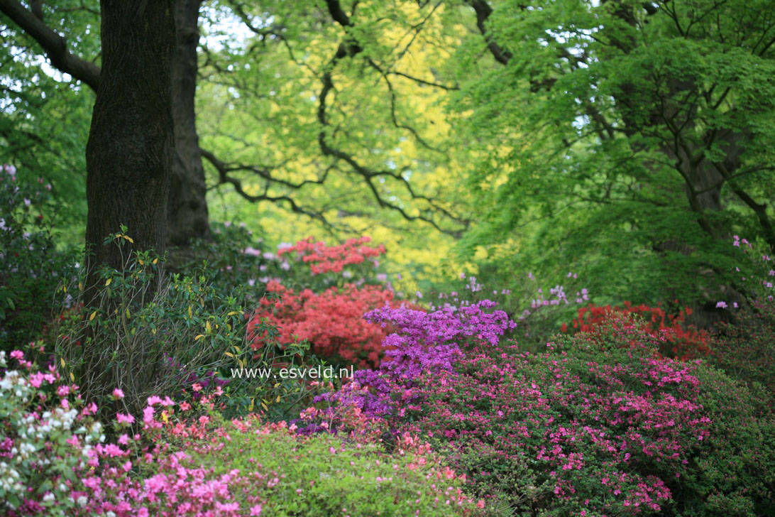 Azalea japans, onbenaamd