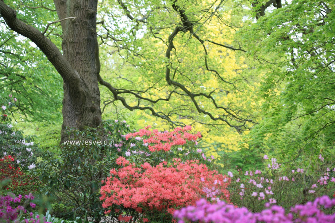 Azalea japans, onbenaamd