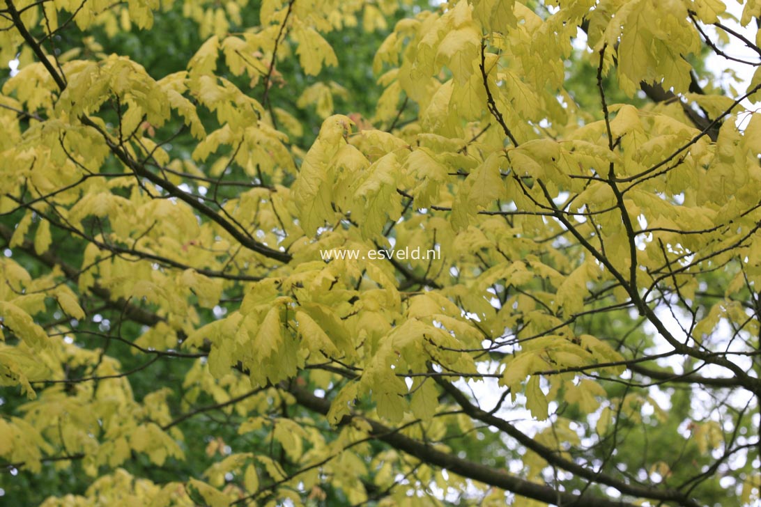 Quercus rubra 'Aurea'