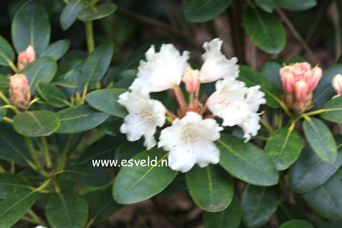 Rhododendron 'Marietta'