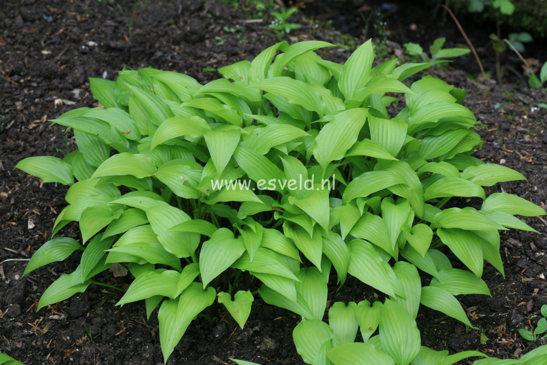 Hosta lancifolia