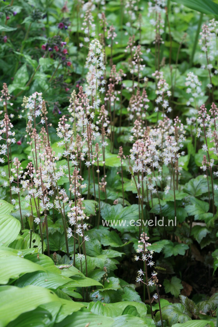 Tiarella wherryi