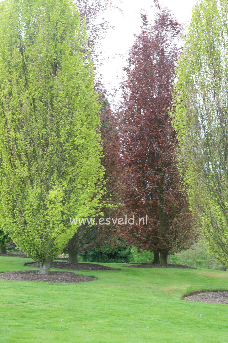 Fagus sylvatica 'Dawyck'