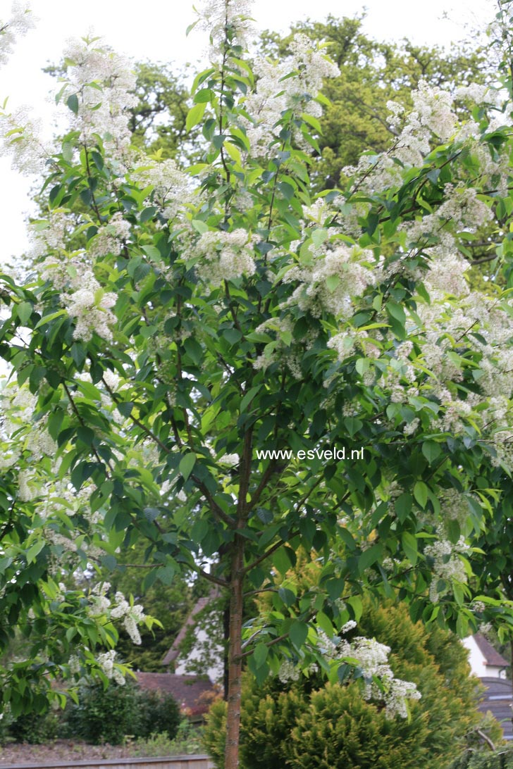 Prunus maackii 'Amber Beauty'