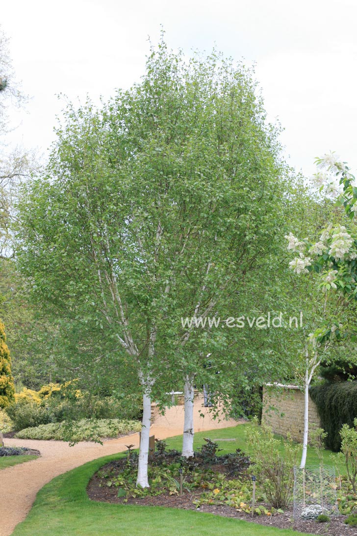 Betula utilis 'Silver Shadow'