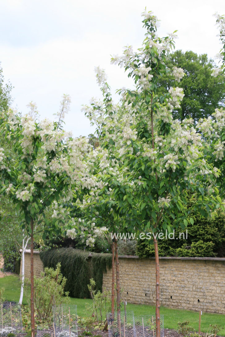 Prunus maackii 'Amber Beauty'