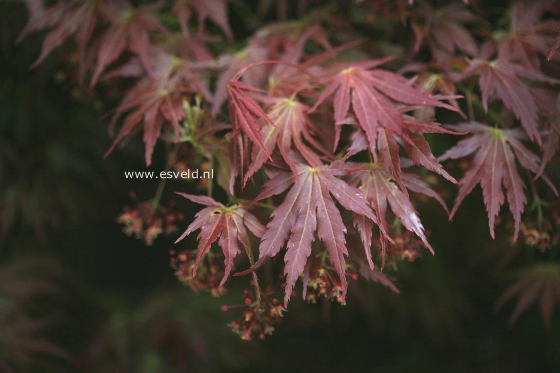 Acer palmatum 'Azuma murasaki'