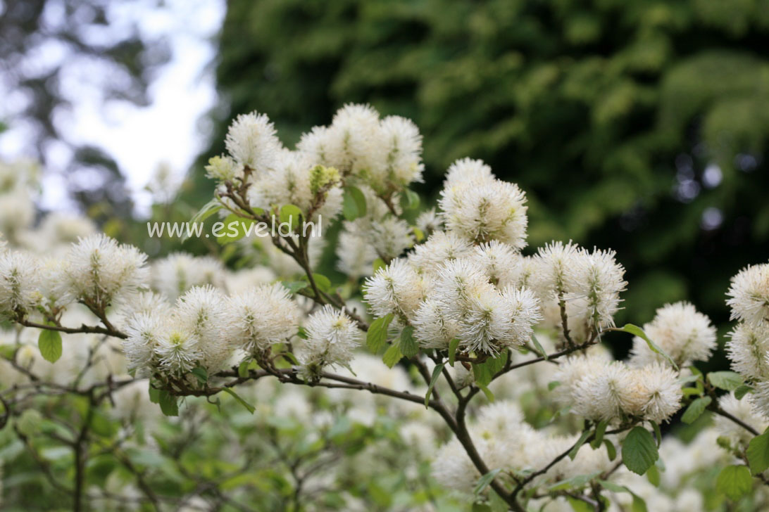 Fothergilla major