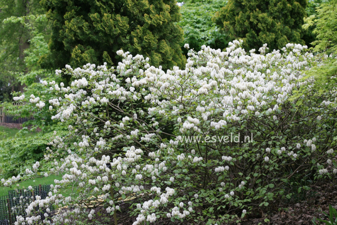 Fothergilla major