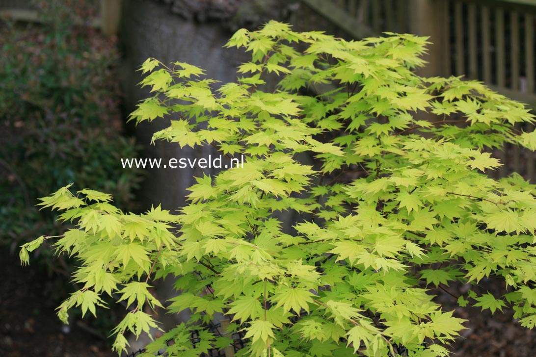 Acer shirasawanum 'Jordan'