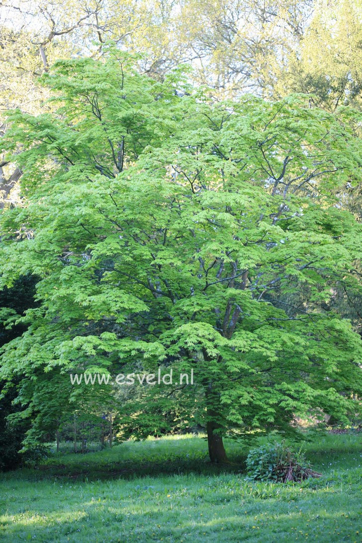 Acer pseudosieboldianum