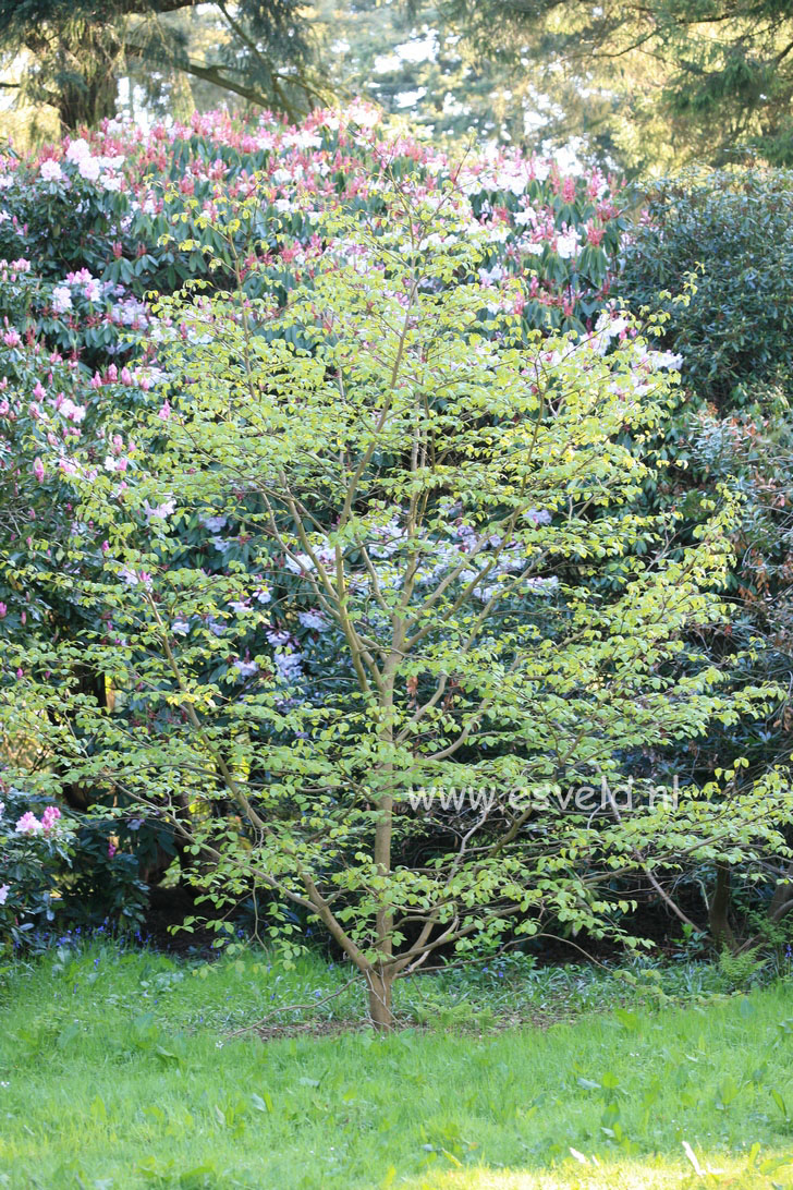 Styrax obassia