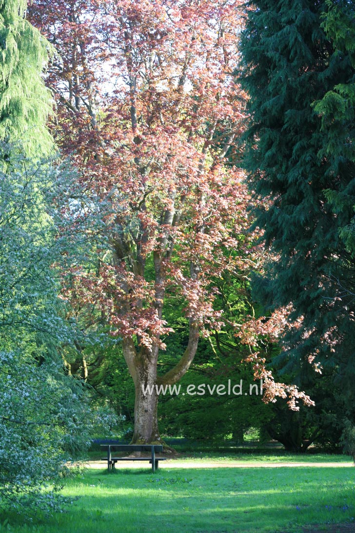 Acer platanoides 'Schwedleri'