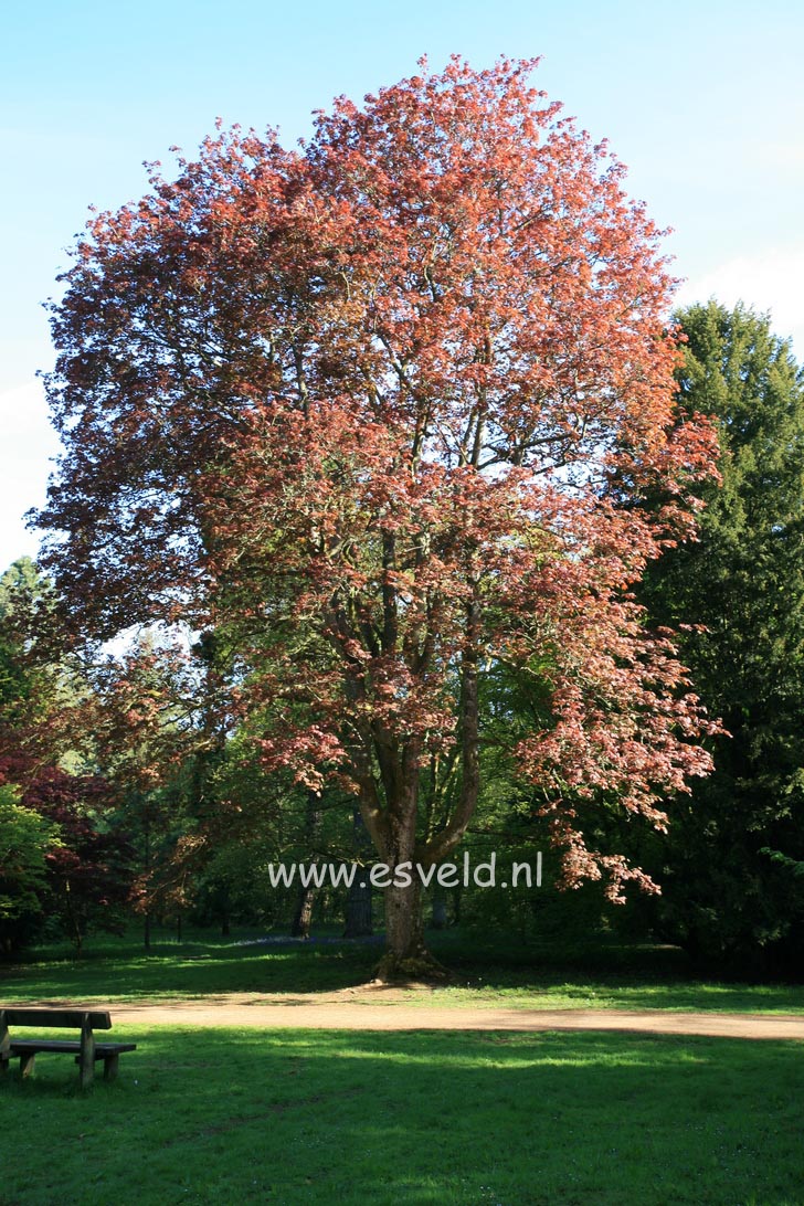 Acer platanoides 'Schwedleri'