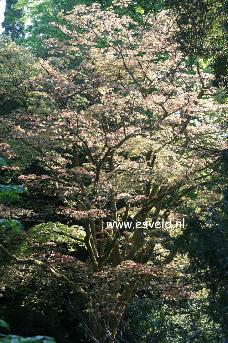 Acer palmatum