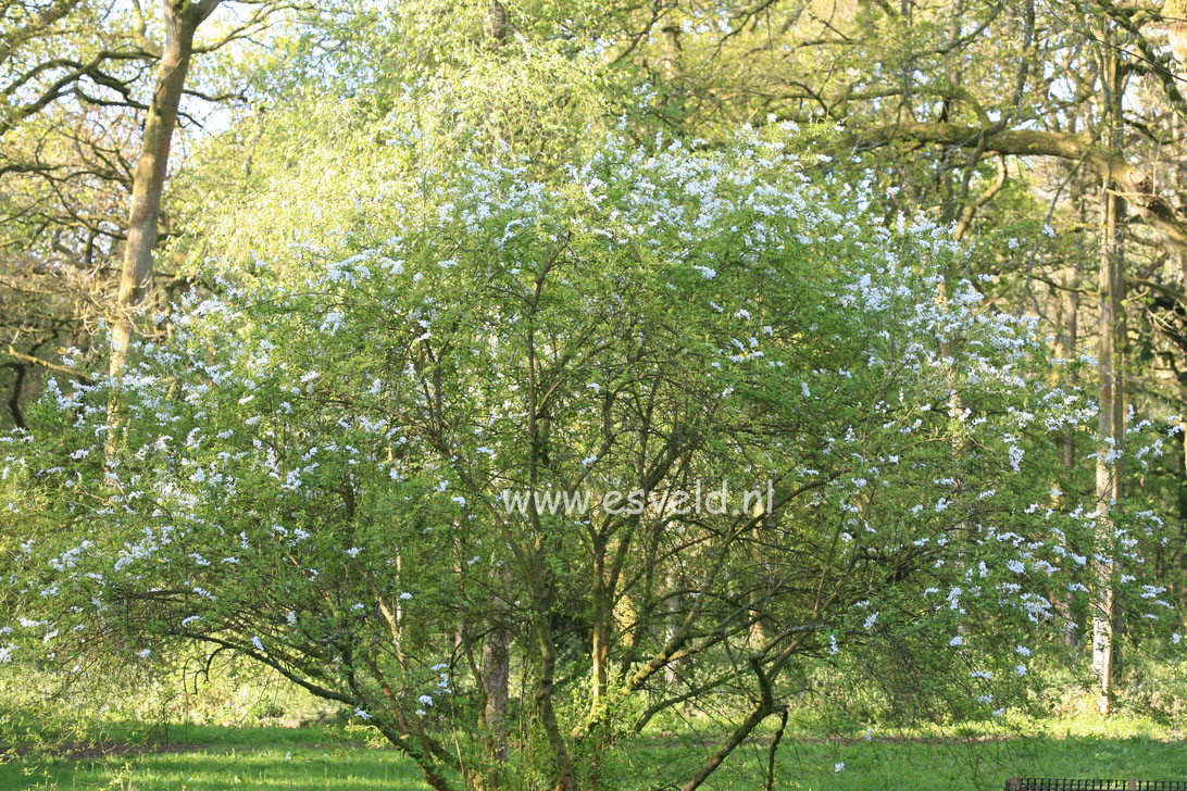 Exochorda korolkowii