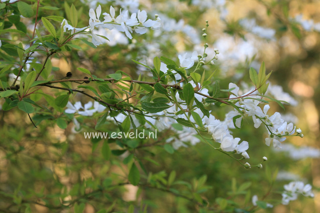 Exochorda korolkowii