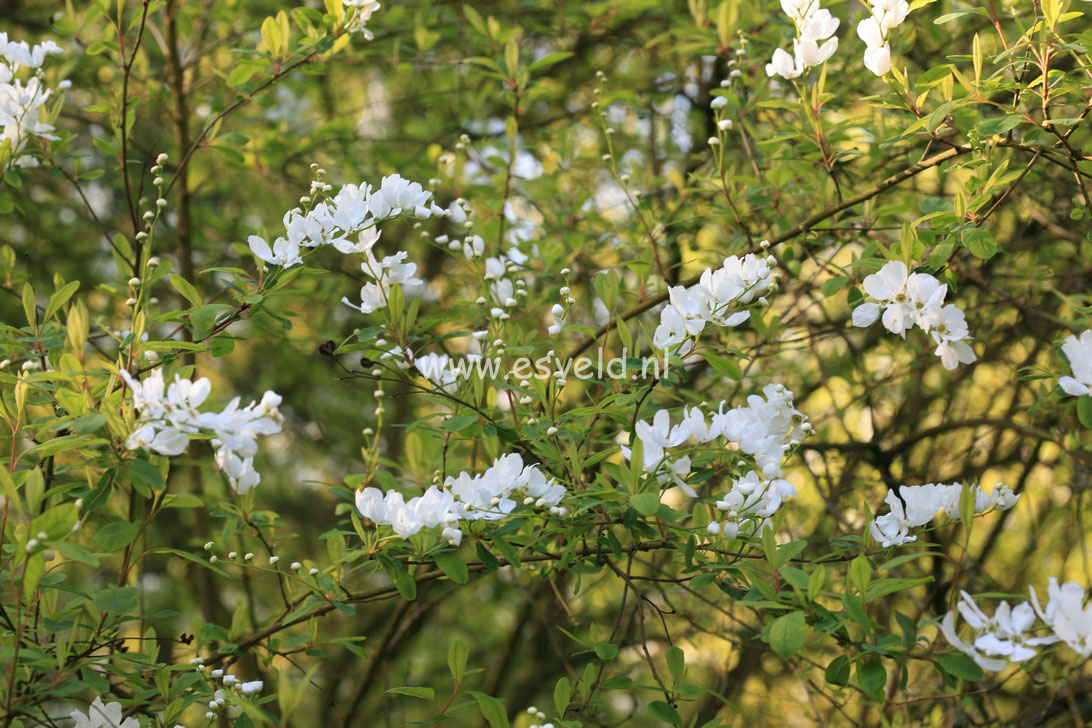 Exochorda korolkowii