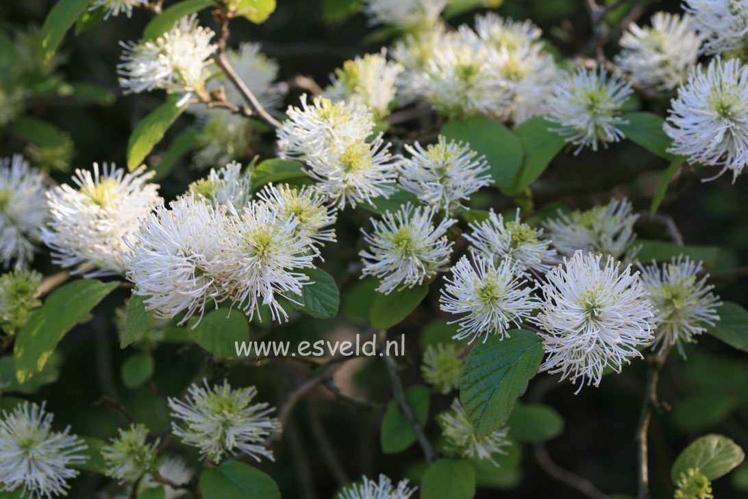 Fothergilla major