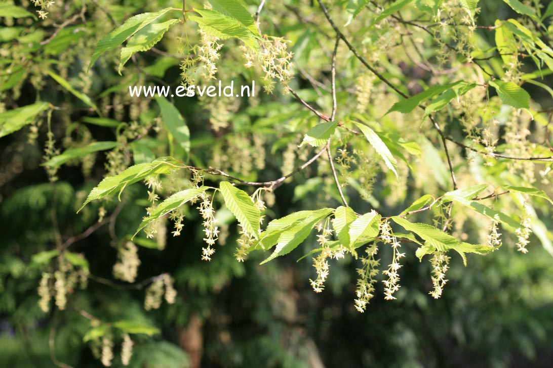 Acer carpinifolium