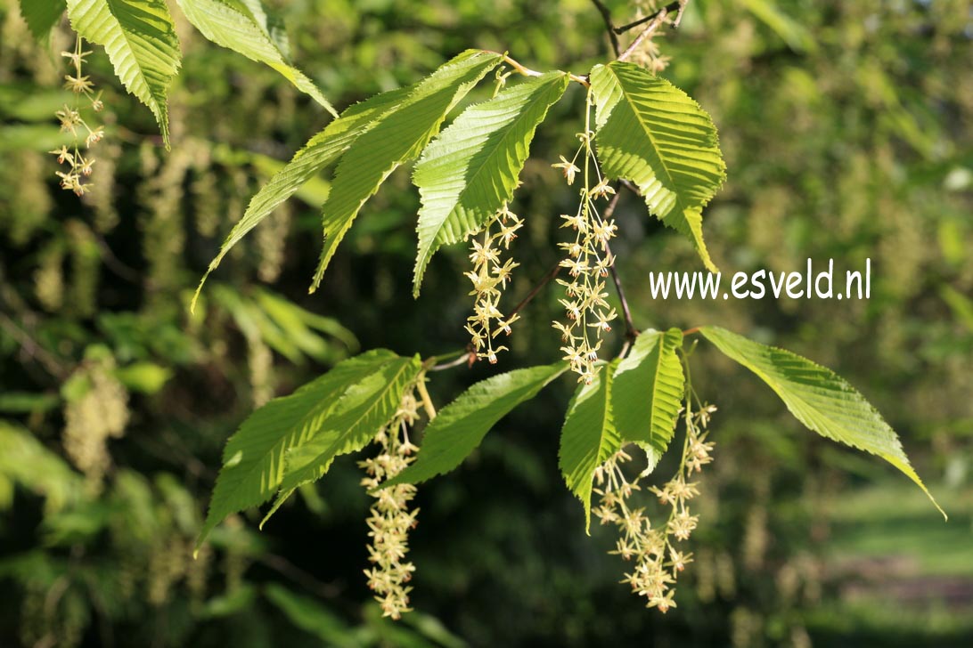 Acer carpinifolium