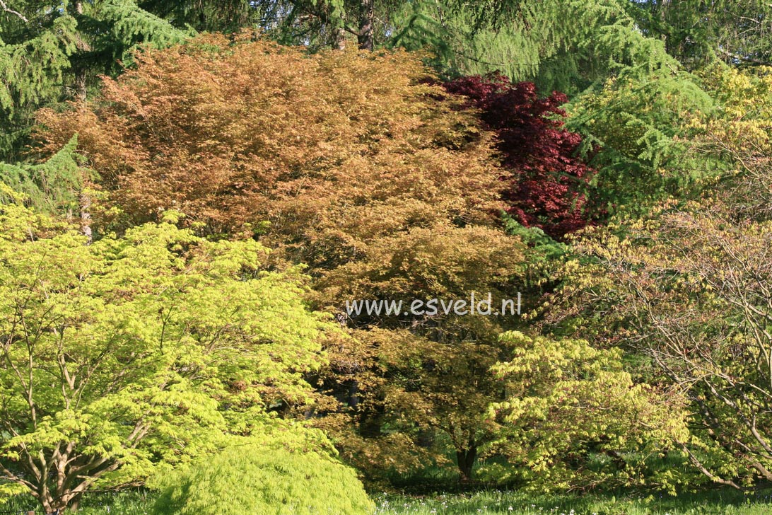 Acer palmatum 'Sazanami'